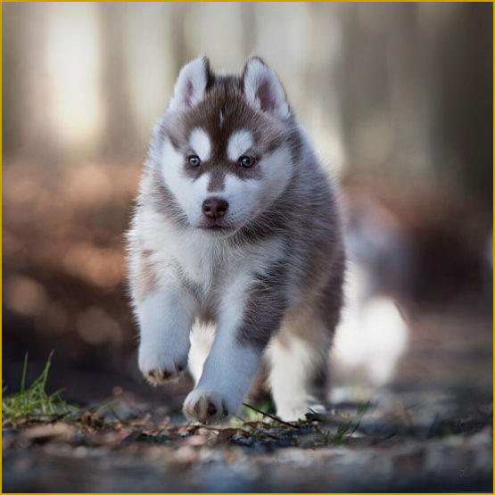 Siberian Husky Nordic Fire