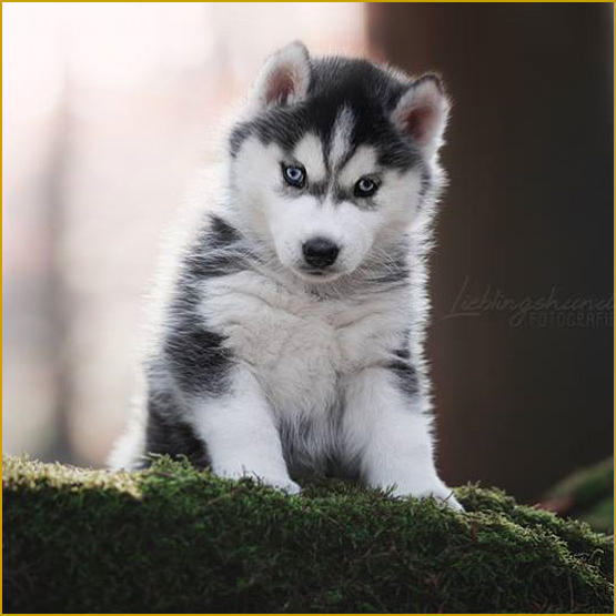 Siberian Husky Nordic Fire