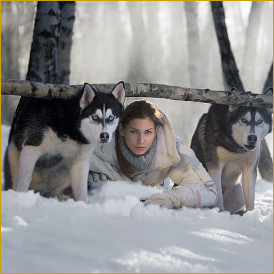 Siberian Husky Nordic Fire
