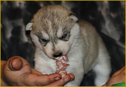 Welche Rolle spielt die Ernährung beim Husky