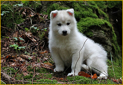 Wichtige Phasen in der Welpenzeit beim Siberian Husky