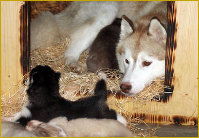 Die Nachgeburtsphase beim Siberian Husky