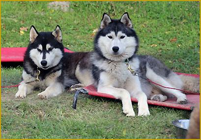 Nach der Deckung des Siberian Husky