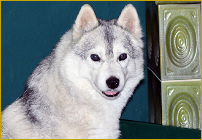 Impfungen und  Entwurmungen des Siberian Husky