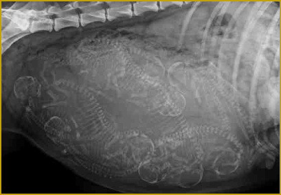 In der Trächtigkeit röntgen beim Siberian Husky