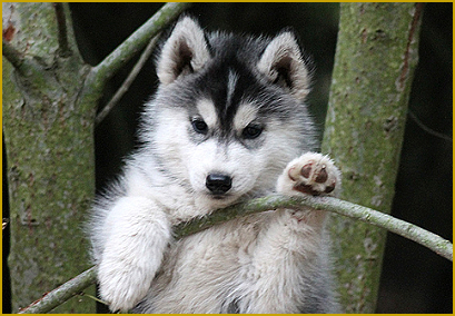 Der Husky auf den Weg ins neue Zuhause