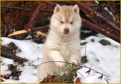 Der Kaufvertrag beim Siberian Husky