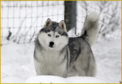 Siberian Husky of Nordic Fire