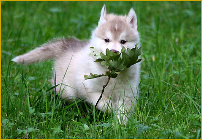 Der optimale Welpenfütterungsplan beim Siberian Husky