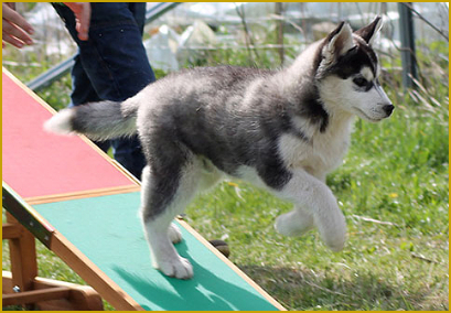 Der optimale Welpenspielplatz für den Siberian Husky