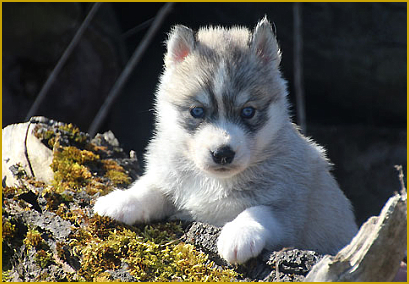 Die Übergangsphase beim Siberian Huskywelpen