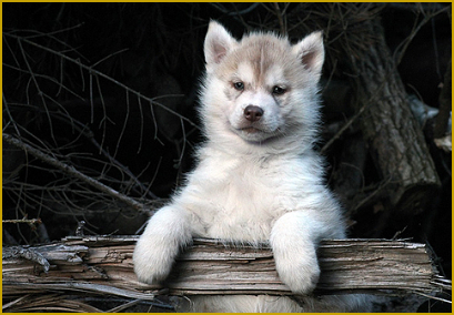 Was ist Prägung beim Huskywelpen