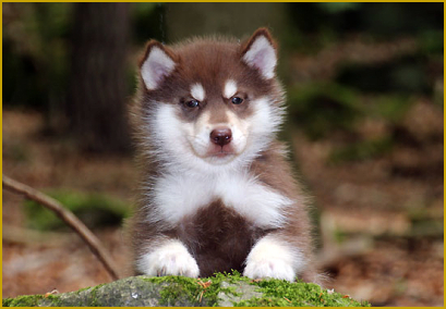 Das Immunsystem und  Impfungen beim Siberian Husky