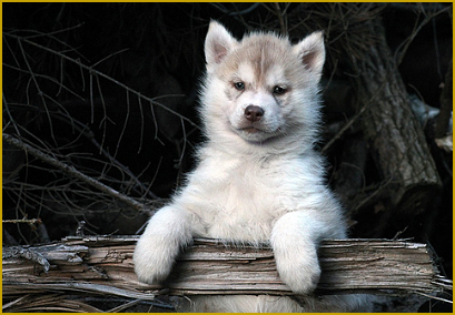 Parasitäre Erkrankungen beim Siberian Husky