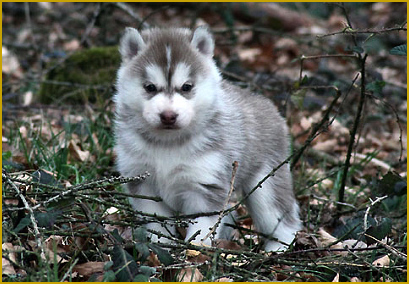 Besondere Bedingungen beim Huskywelpen