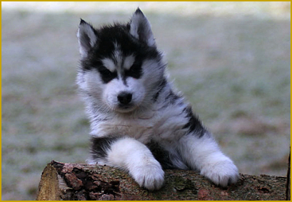 Bakterielle Infektionen beim Siberian Husky