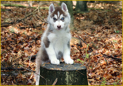 Infektiöses Welpensterben beim Siberian Husky