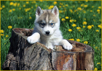 Virale Erkrankungen beim Siberian Huskywelpen