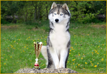 Championzucht mit dem Siberian Husky