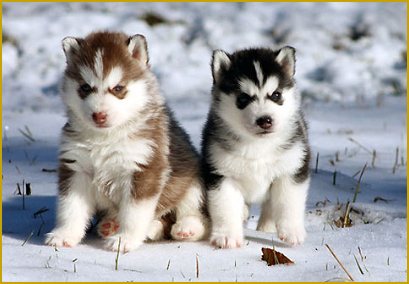 Das Zuchtverfahren beim Siberian Husky