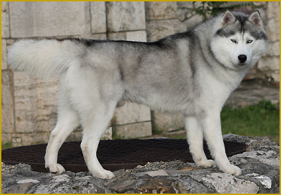 Der optimale Siberian Husky Deckrüde
