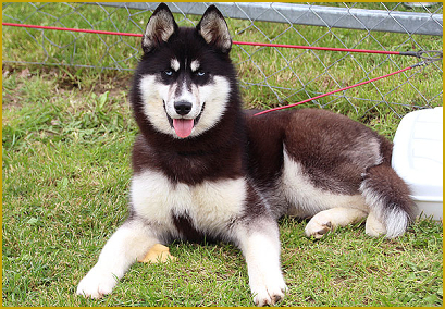 Die optimal geeignete Siberian Husky Zuchthündin