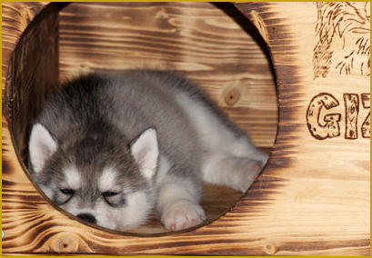 Geeignete räumliche Voraussetzung  für die Zucht mit dem Siberian Husky