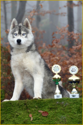 Der Siberian Husky auf Ausstellungen