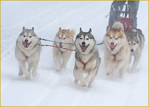 Schlittenhundesport Husky