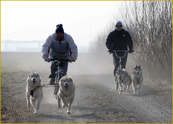 Schlittenhundesport