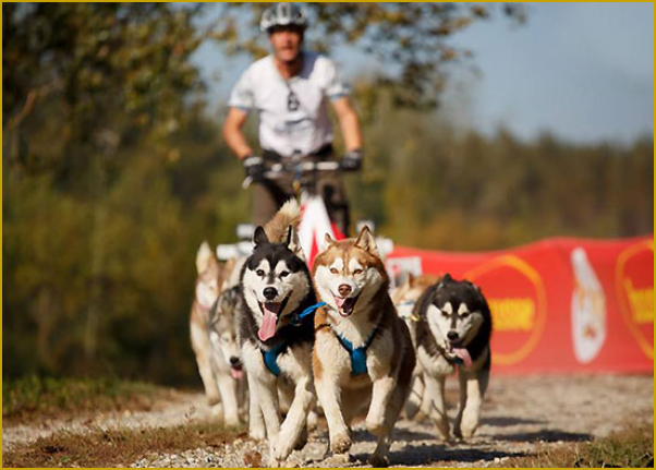 Husky Schlittenhundesport