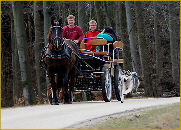Husky als Reitbegleithund