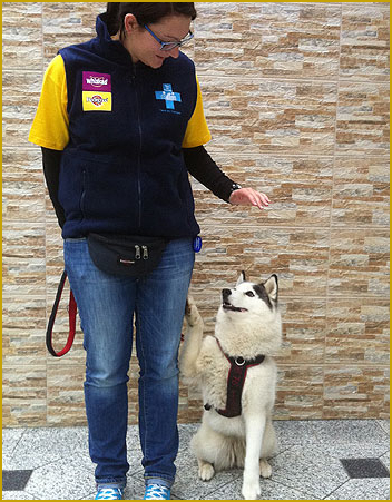 Husky als Therapiehund