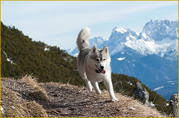 Husky am Berg