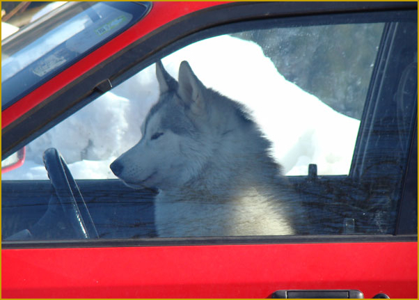 Husky beim Autofahren