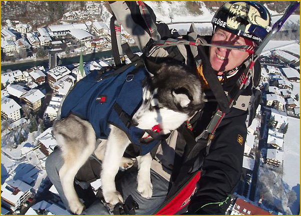 Husky beim Fallschirmspringen