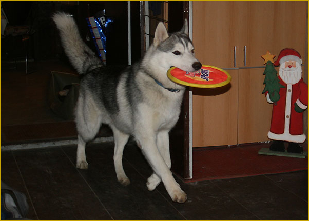 Husky beim apportieren