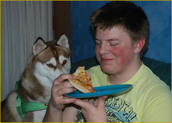 Husky beim essen
