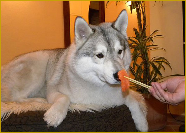 Husky hat Hunger