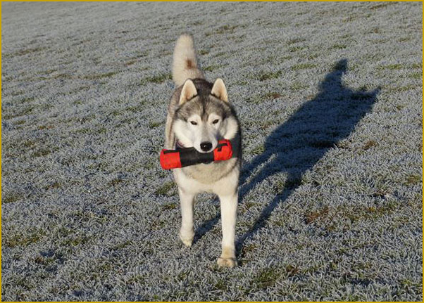 Husky mit Dummy