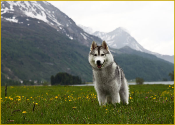 Husky ohne Leine