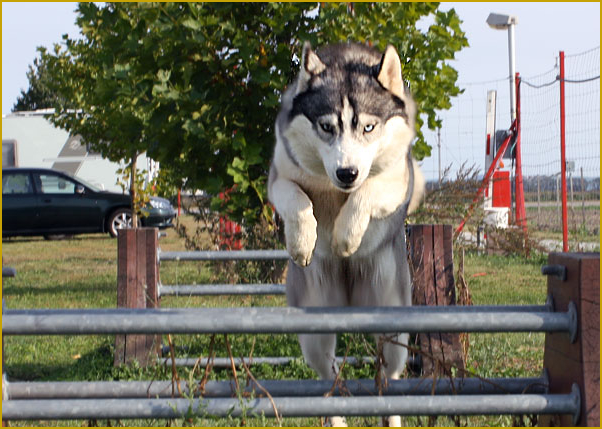 Husky und Agility