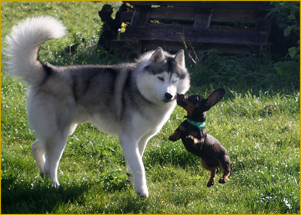 Husky und Dackel