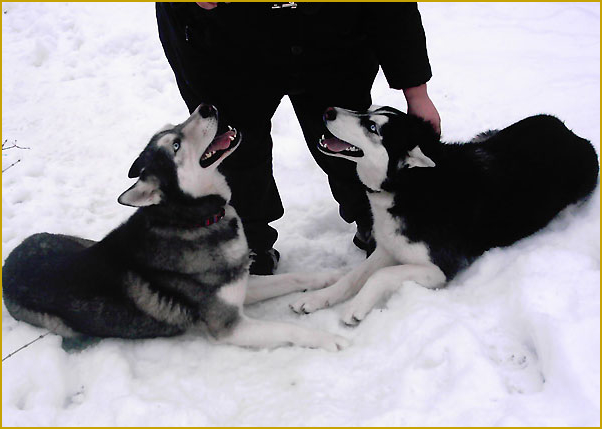 Husky und Erziehung