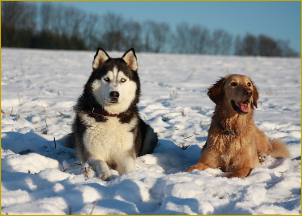 Husky und Golden Retriever