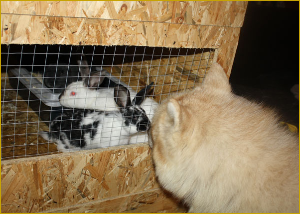 Husky und Hasen