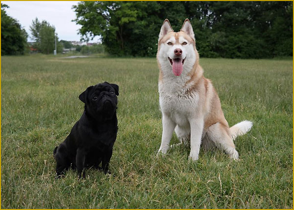 Husky und Mops