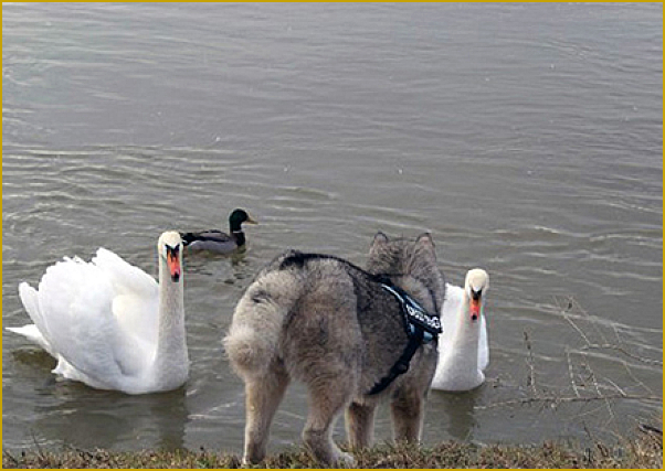 Husky und Vögel