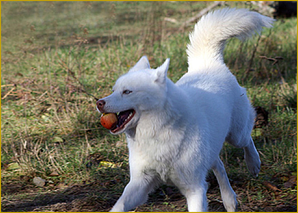 Husky und Äpfel