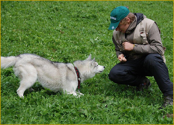 Siberian Husky als Rettungshund